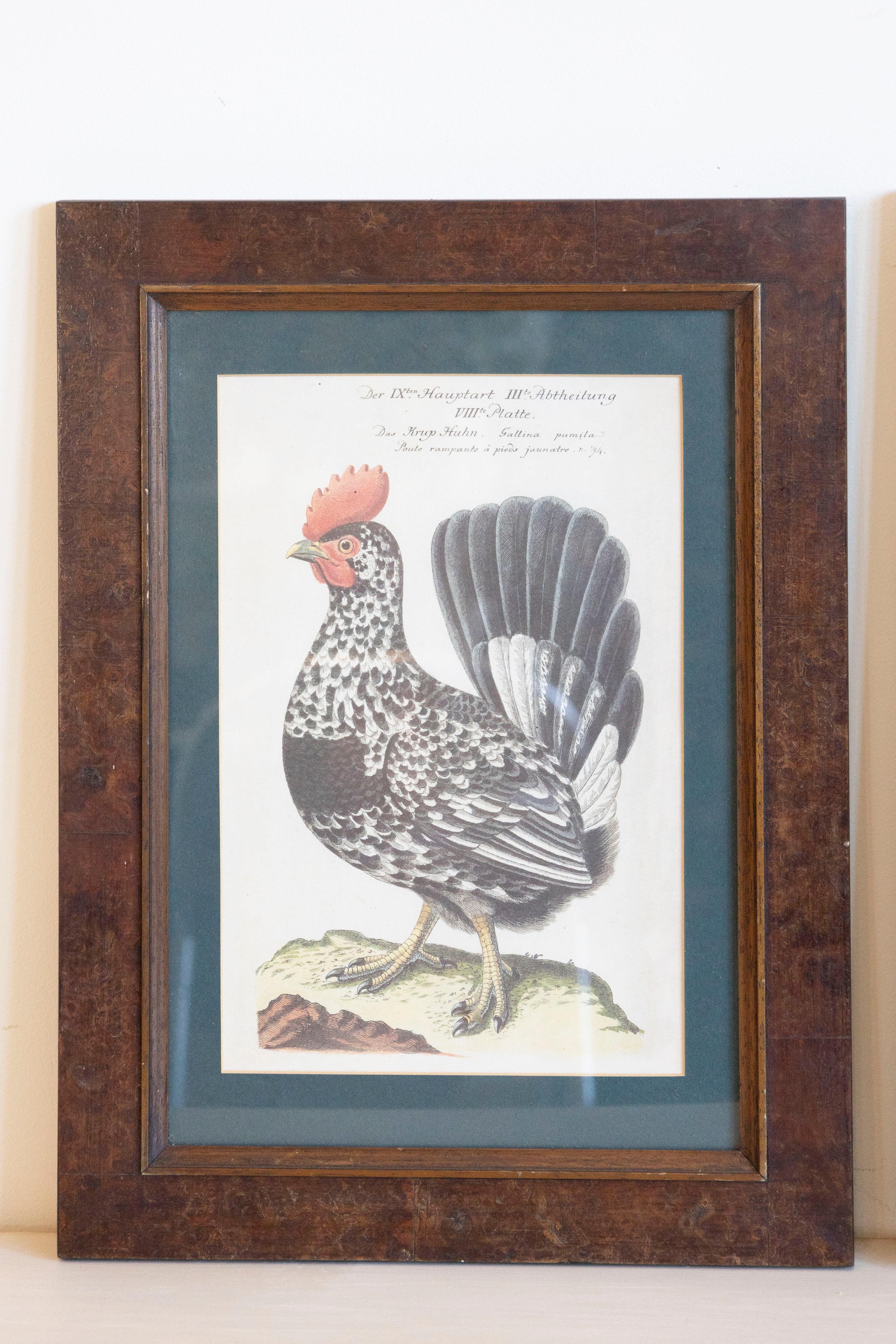 Turn of the Century German Cockerel Prints in Burr Walnut Frames, Set of Four For Sale 1