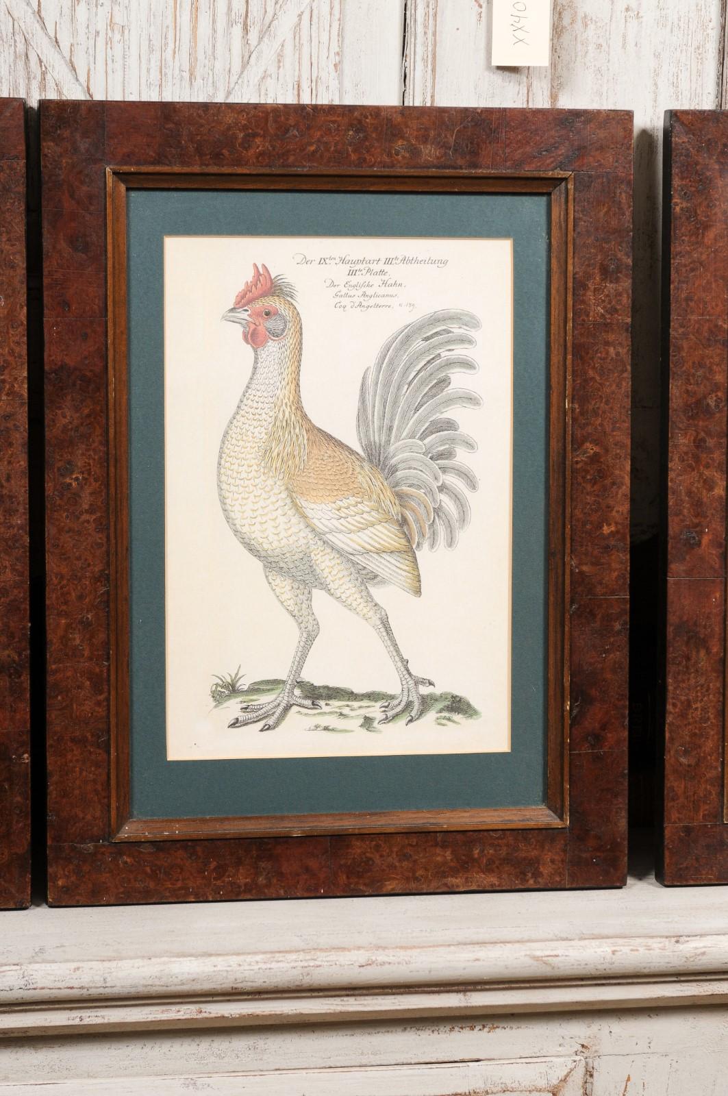 Turn of the Century German Cockerel Prints in Burr Walnut Frames, Set of Four For Sale 2