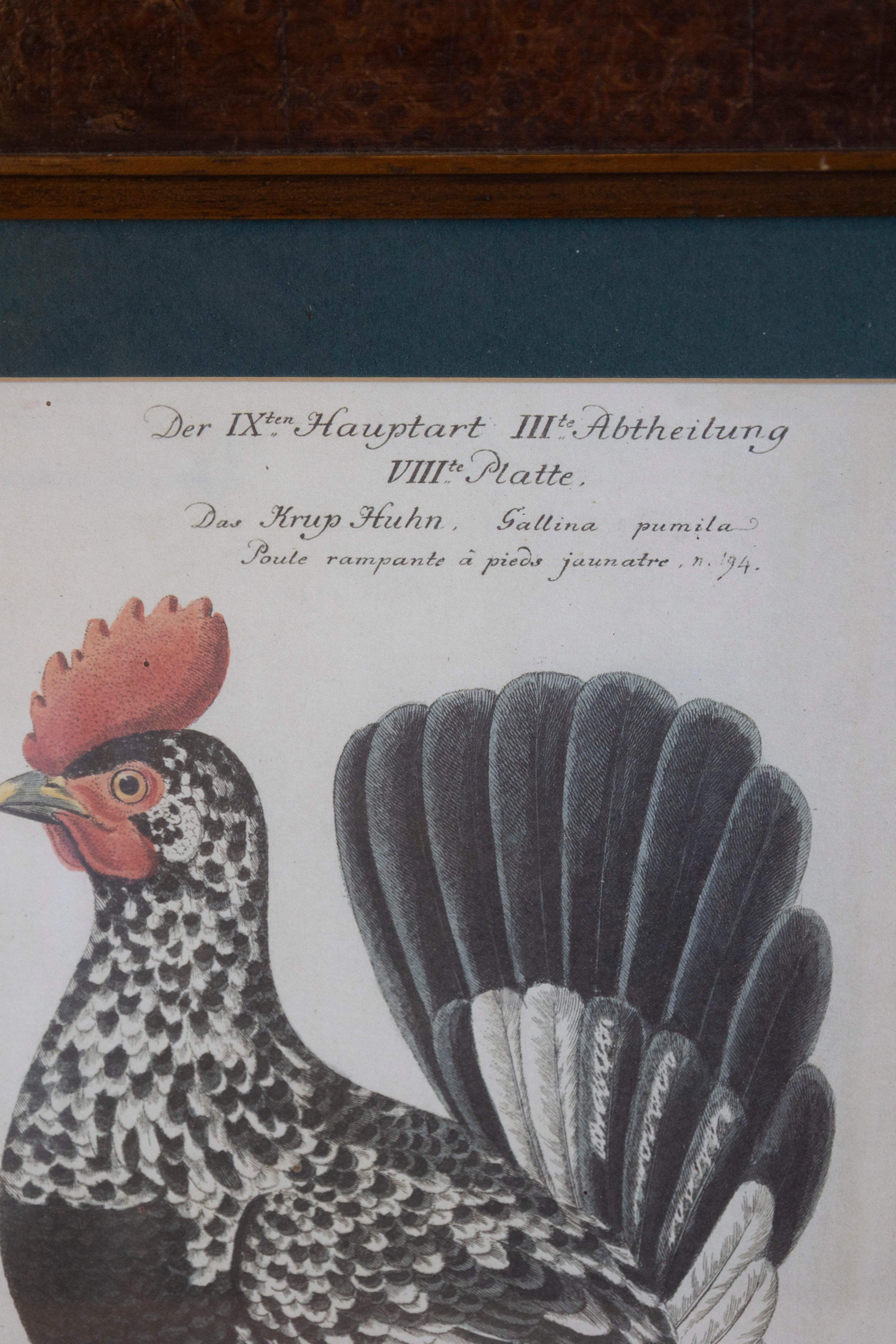 Turn of the Century German Cockerel Prints in Burr Walnut Frames, Set of Four For Sale 2