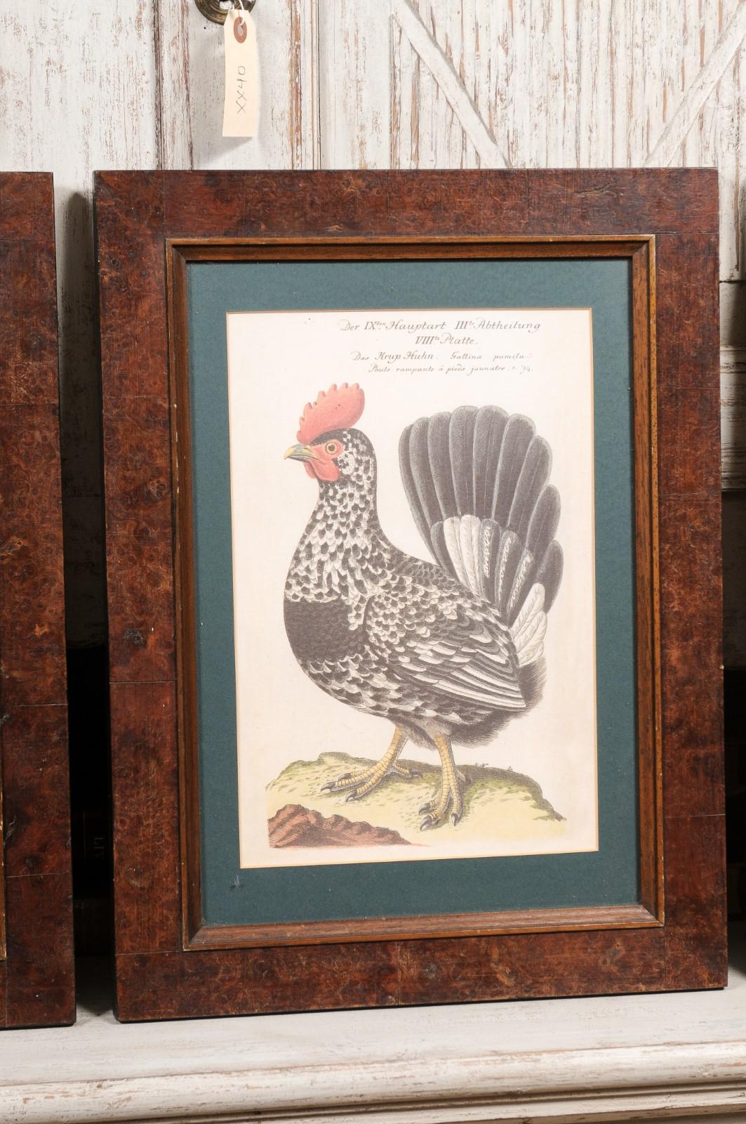 Turn of the Century German Cockerel Prints in Burr Walnut Frames, Set of Four For Sale 3