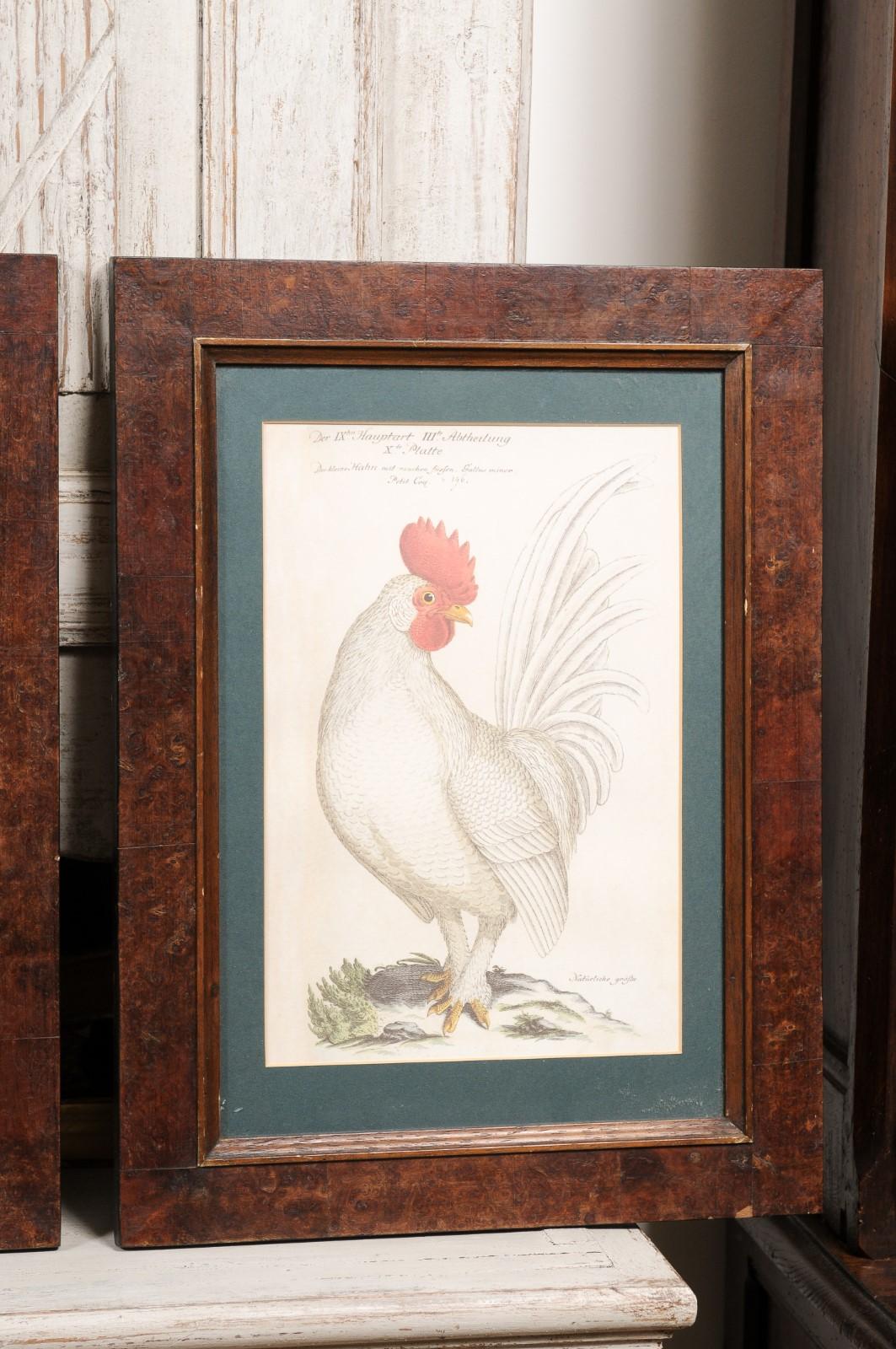 Turn of the Century German Cockerel Prints in Burr Walnut Frames, Set of Four For Sale 4