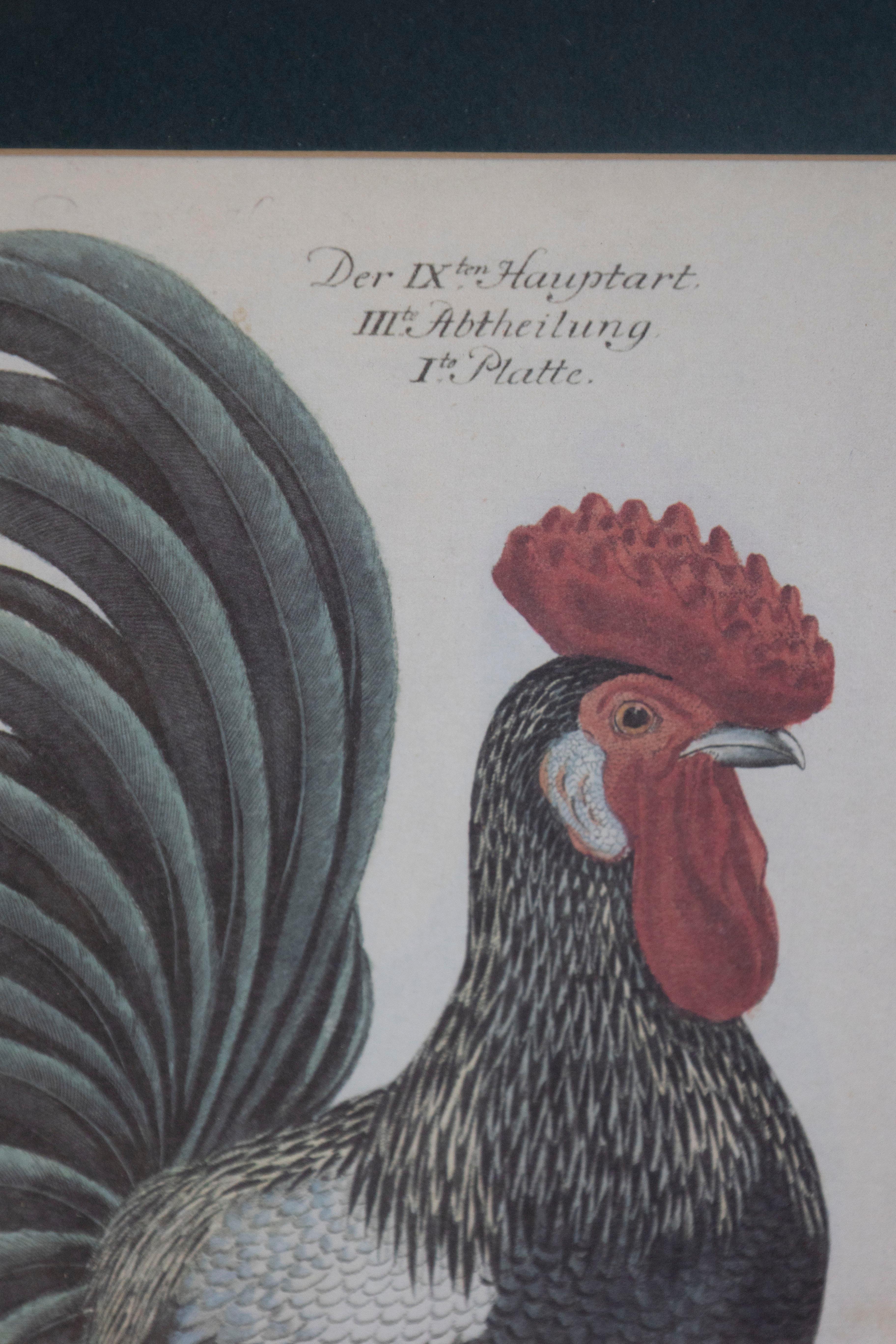 Turn of the Century German Cockerel Prints in Burr Walnut Frames, Set of Four For Sale 4