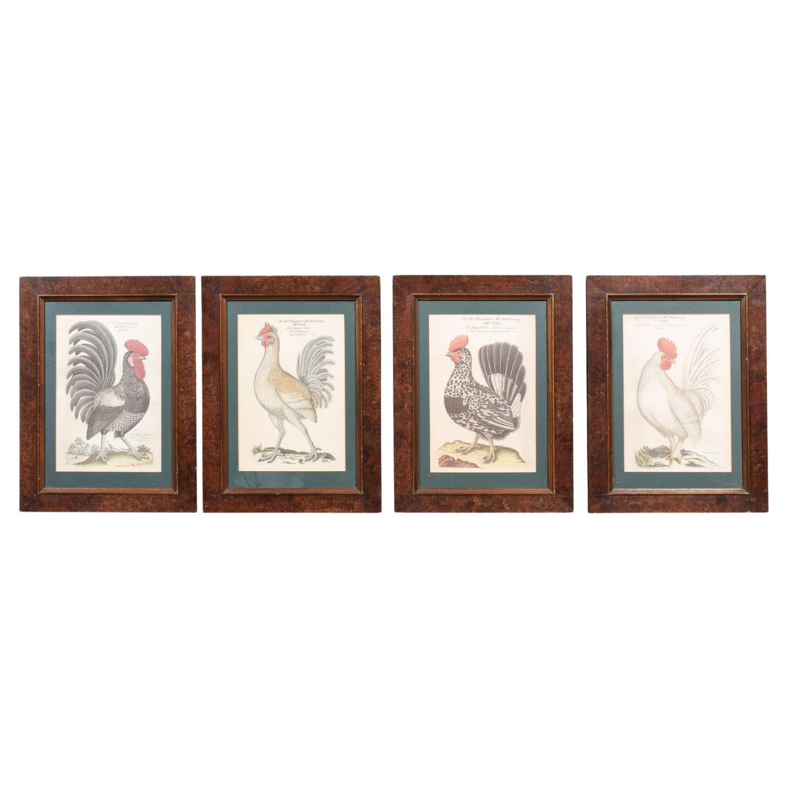 Turn of the Century German Cockerel Prints in Burr Walnut Frames, Set of Four For Sale