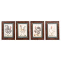 Ensemble de quatre estampes allemandes du début du siècle représentant des coqs dans des cadres en ronce de noyer
