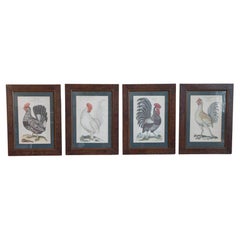 Turn of the Century German Cockerel Prints in Burr Walnut Frames, Set of Four
