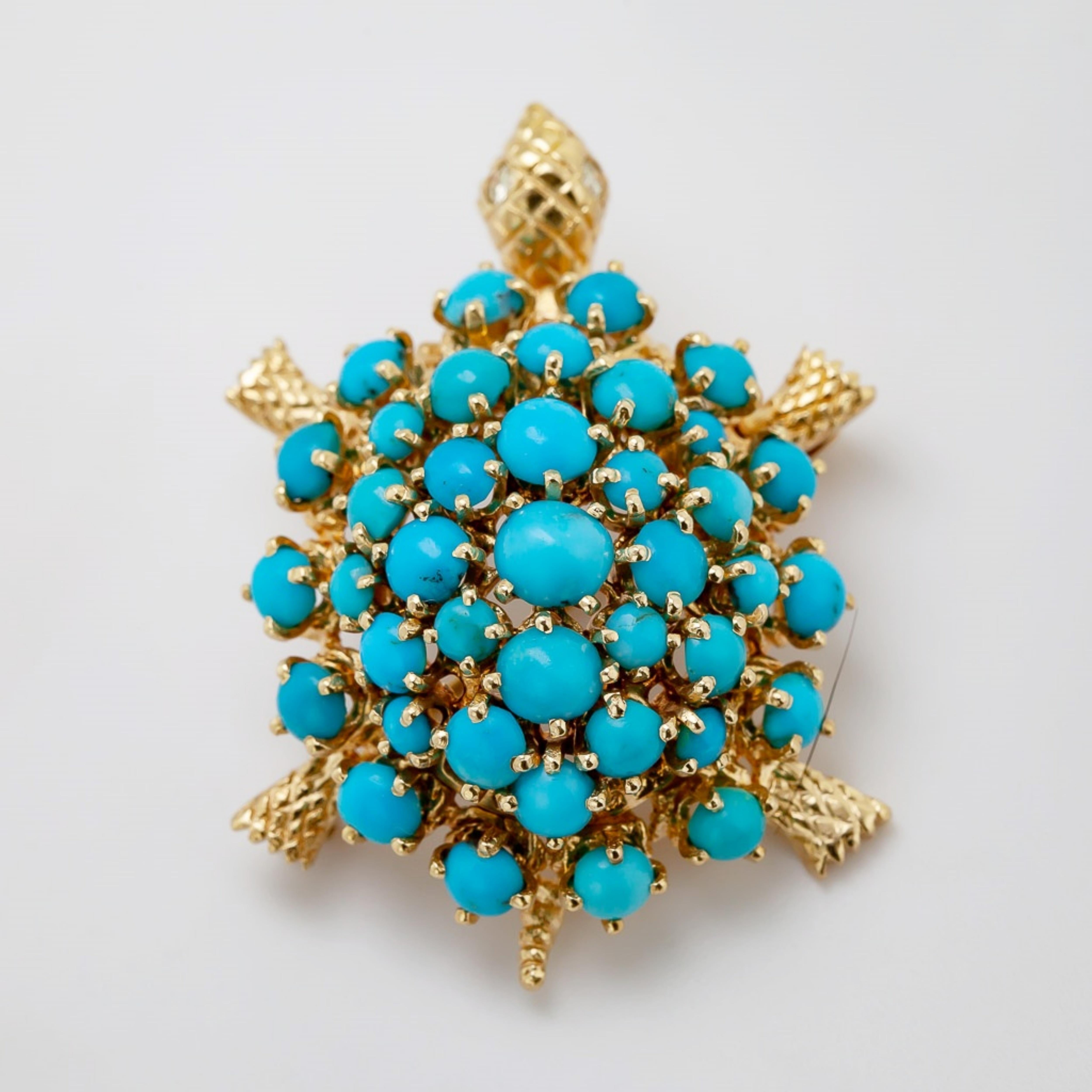 turquoise vs turtle