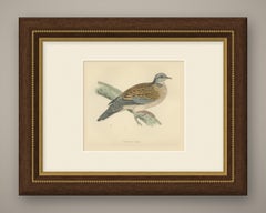 Turtle Dove on a Mossy Bough, Antique Hand Colored Bird Print, Morris, 1896