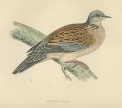 Turtle Dove on a Mossy Bough, Antique Hand Colored Bird Print, Morris, 1896