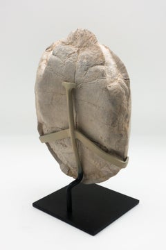 Turtle Fossil Stylemys Species from the Oligocene Era, Discovered in Dakota