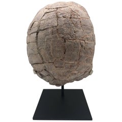 Turtle Fossil Stylemys Species from the Oligocene Era, Discovered in Dakota