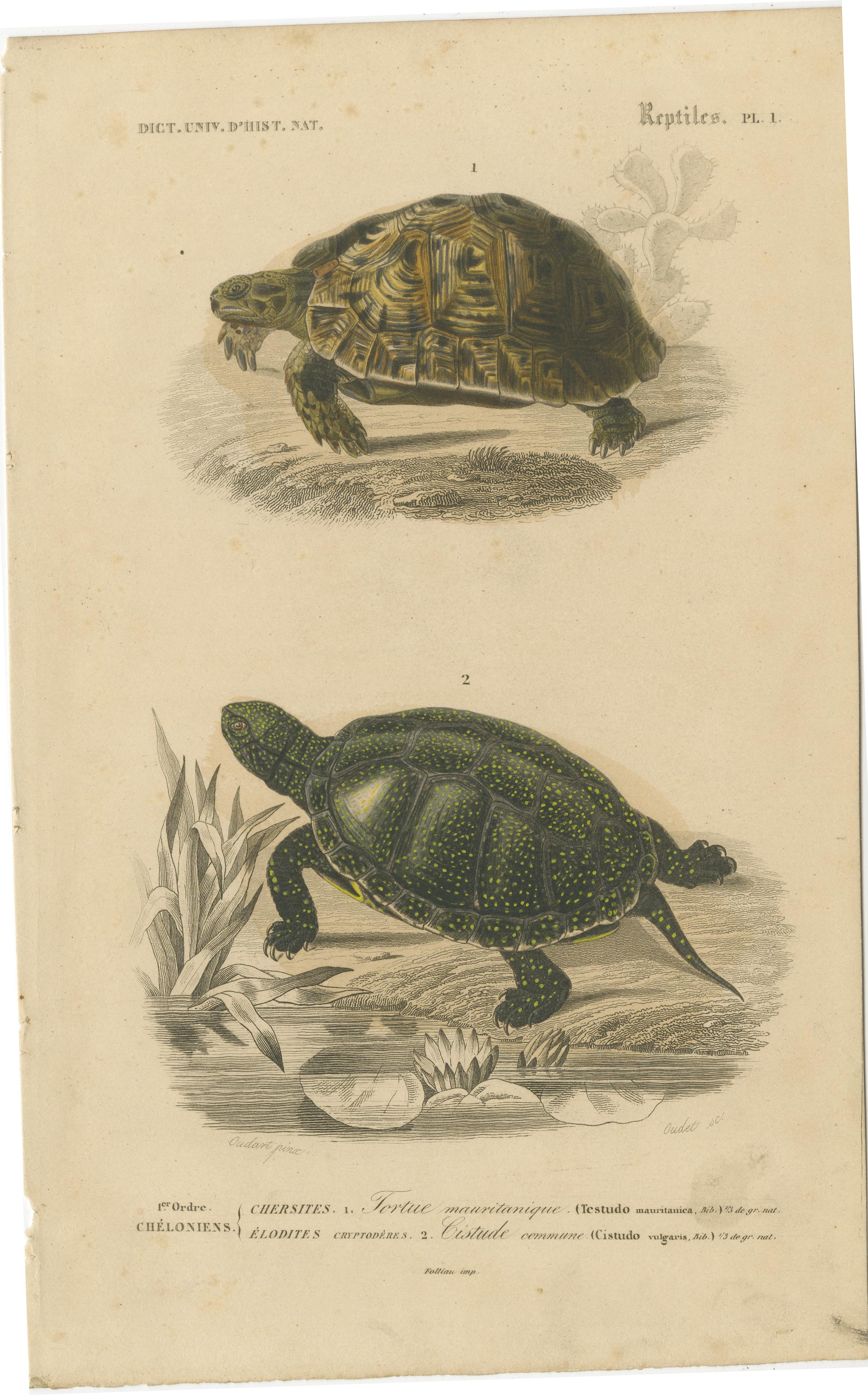 Estampe de tortue des Maures et de tortue d'Europe, c.1850, Orbigny

Cette élégante gravure du XIXe siècle, colorée à la main, intitulée Reptiles Pl. 1, représente deux espèces de tortues : la tortue des Maures (*Testudo mauritanica*) et la tortue