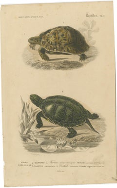Turtle Print of Moorish Tortoise and European Pond Turtle, c.1850, Orbigny