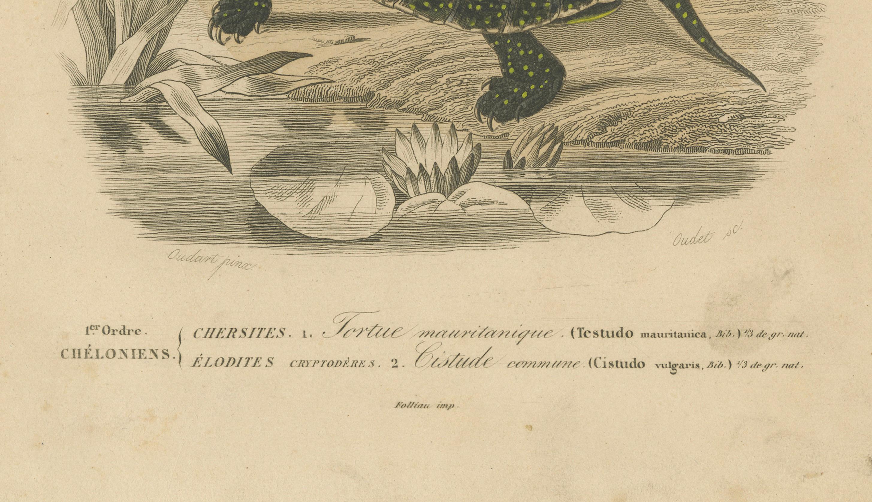 Français Estampe de tortue des Maures et de tortue d'Europe, c.1850, Orbigny en vente