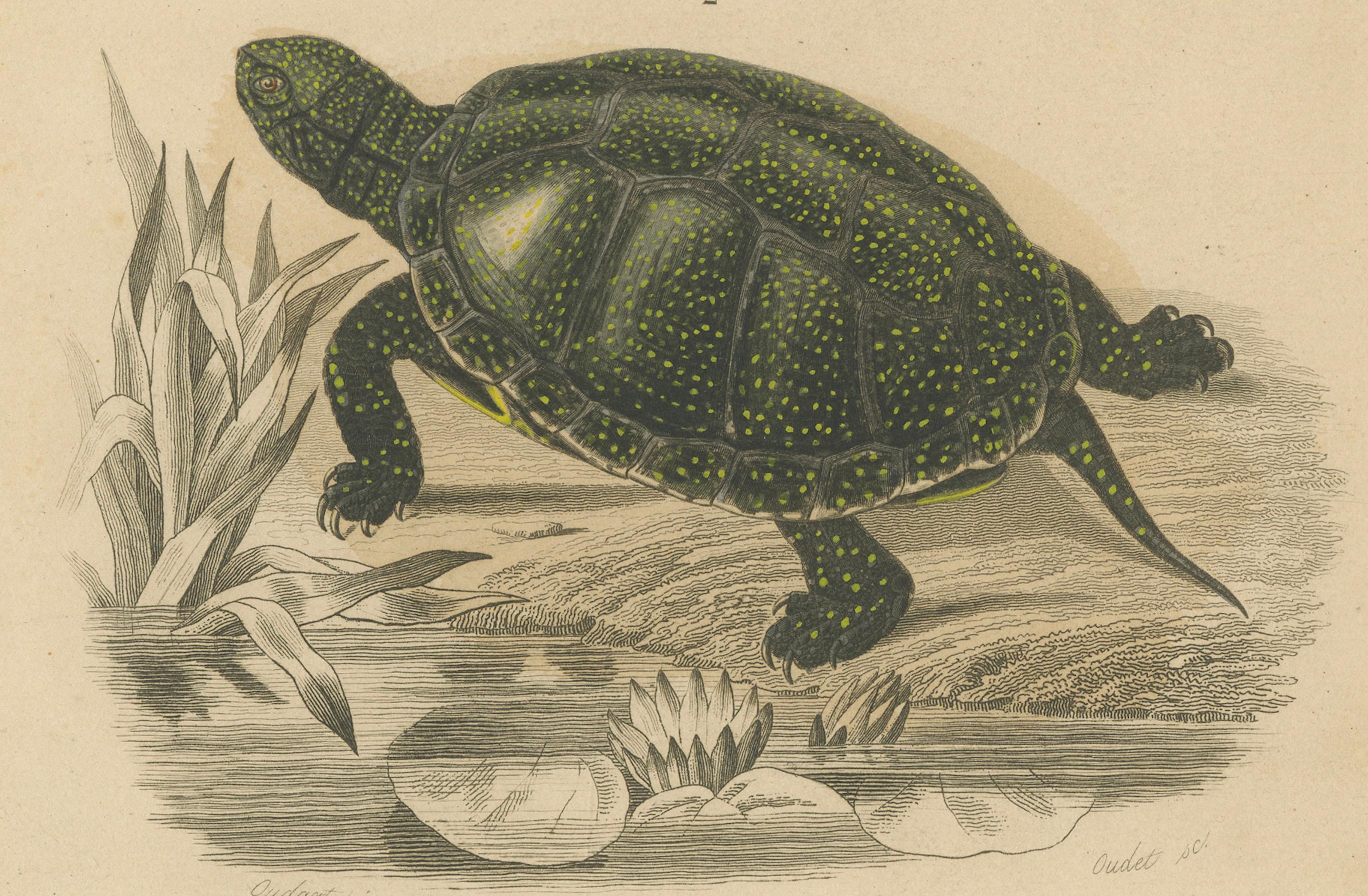 Estampe de tortue des Maures et de tortue d'Europe, c.1850, Orbigny Bon état - En vente à Langweer, NL