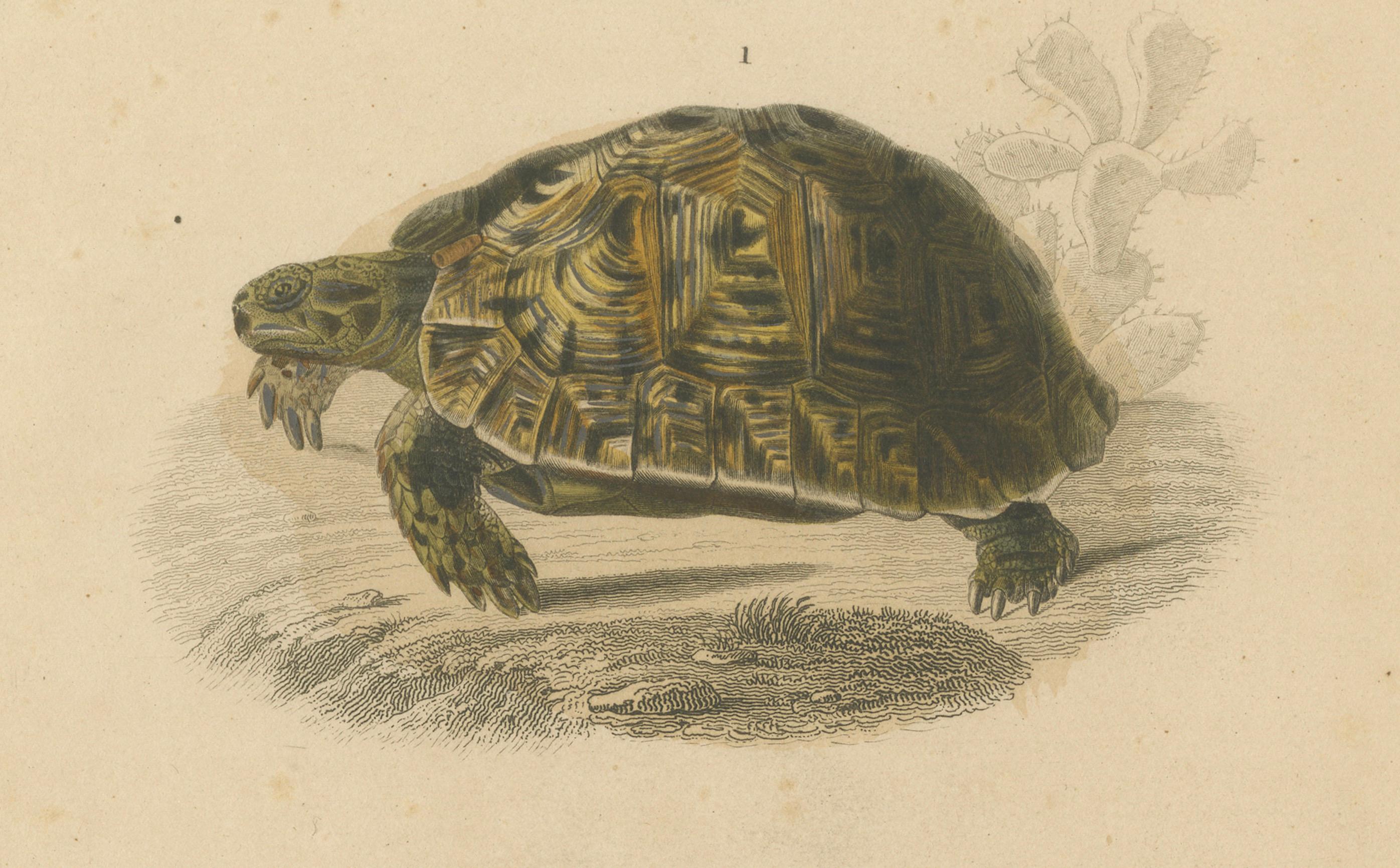 XIXe siècle Estampe de tortue des Maures et de tortue d'Europe, c.1850, Orbigny en vente
