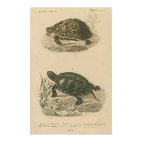 Turtle Print of Moorish Tortoise and European Pond Turtle, c.1850, Orbigny