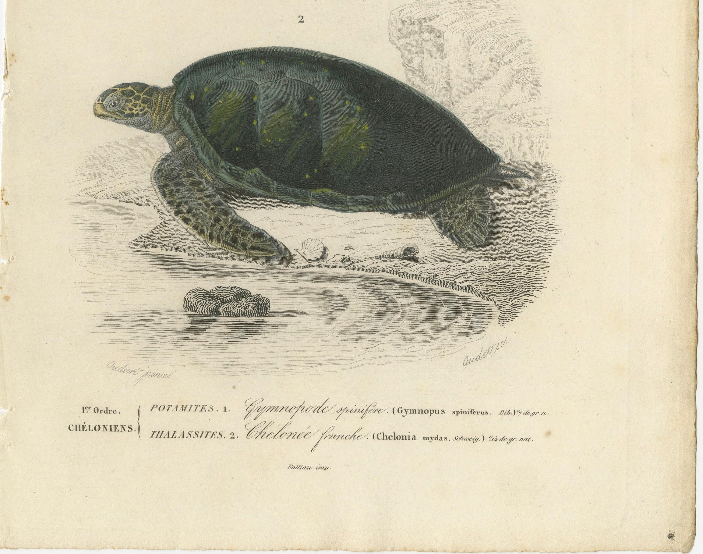 Gravure de tortue à carapace molle et de tortue de mer verte, c.1850, Orbigny

Cette gravure magnifiquement colorée à la main, Reptiles Pl. 2, représente deux espèces de tortues particulières : la tortue-molle à épines (*Gymnopus spinifer*,