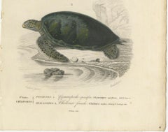 Turtle Print of Spiny Softshell and Green Sea Turtle, c.1850, Orbigny