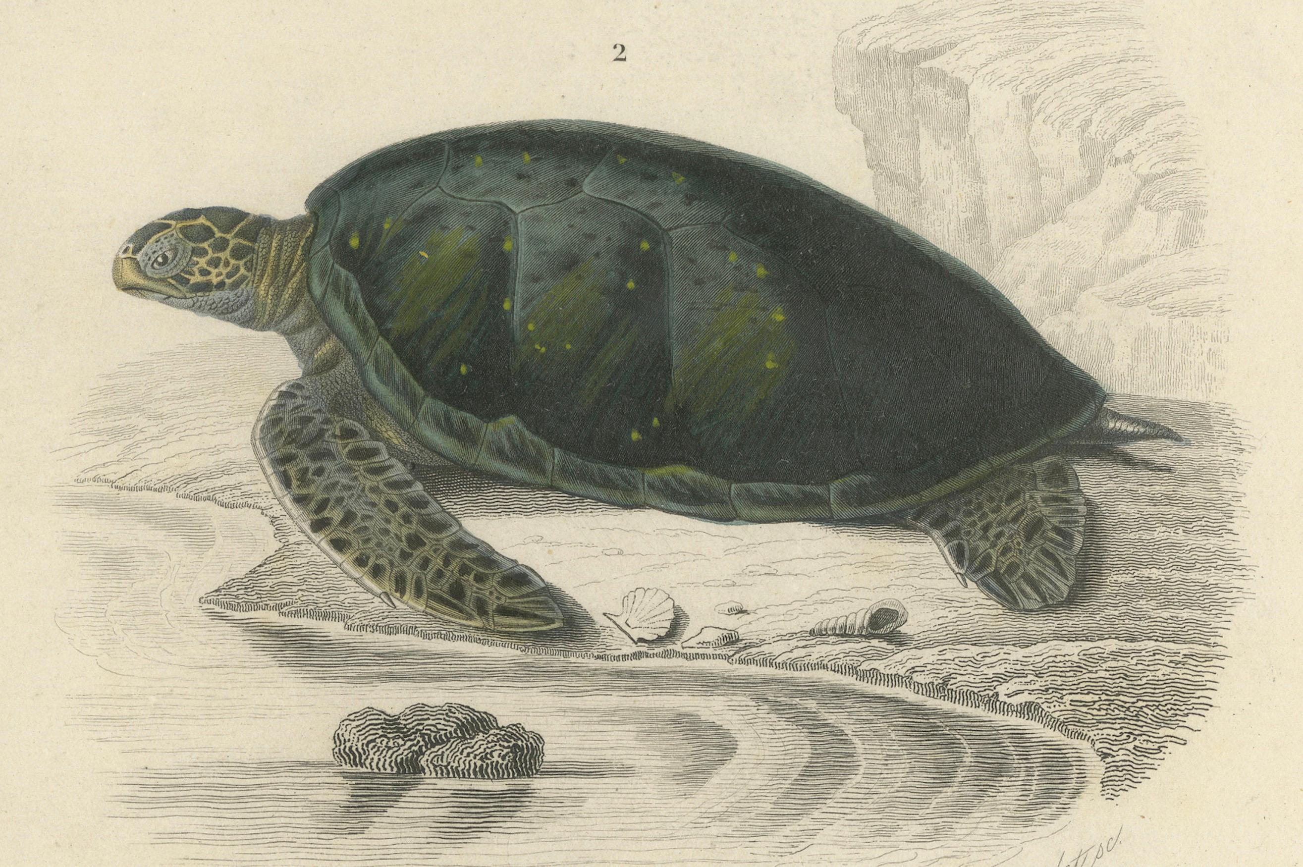 Français Gravure de tortue à carapace molle et de tortue de mer verte, c.1850, Orbigny en vente
