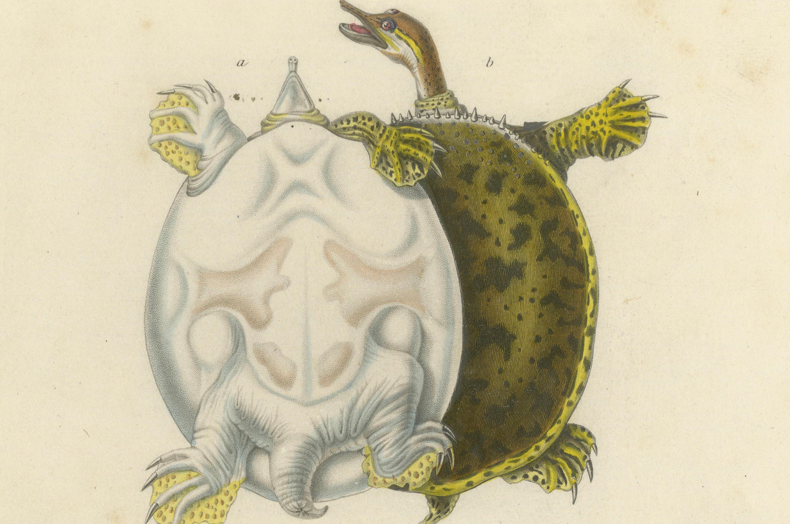 Gravure de tortue à carapace molle et de tortue de mer verte, c.1850, Orbigny Bon état - En vente à Langweer, NL