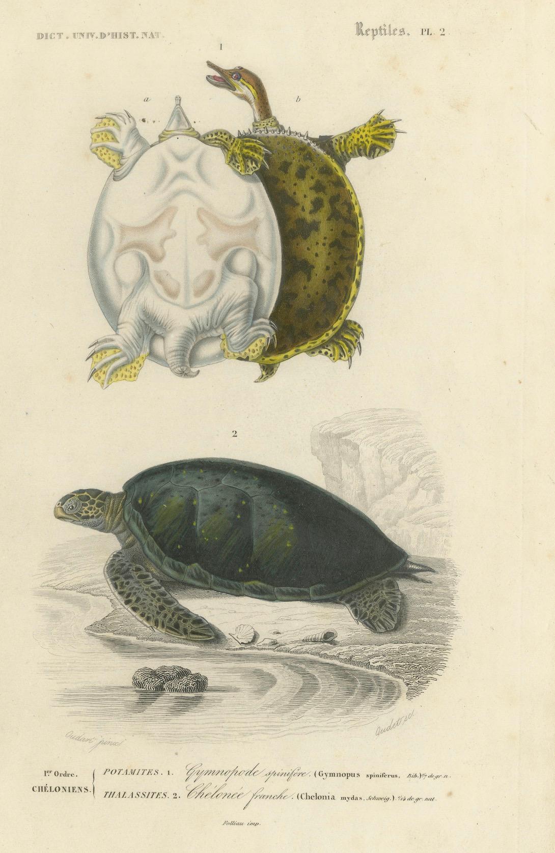 XIXe siècle Gravure de tortue à carapace molle et de tortue de mer verte, c.1850, Orbigny en vente