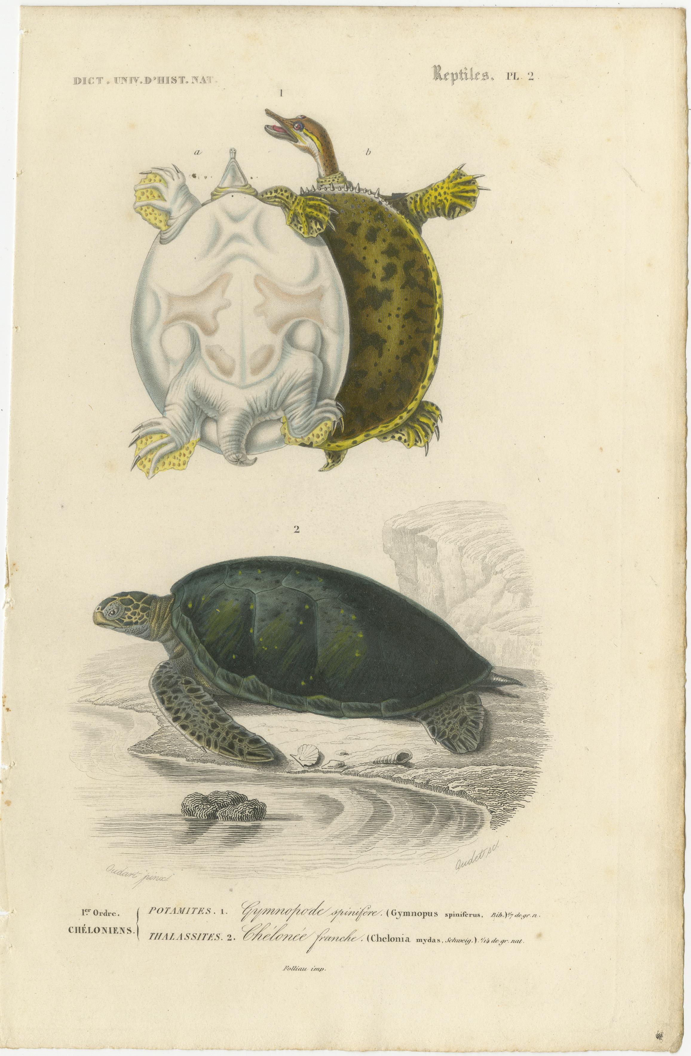 Papier Gravure de tortue à carapace molle et de tortue de mer verte, c.1850, Orbigny en vente