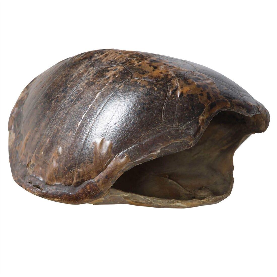 A late 19th century turtle shell (a/f).