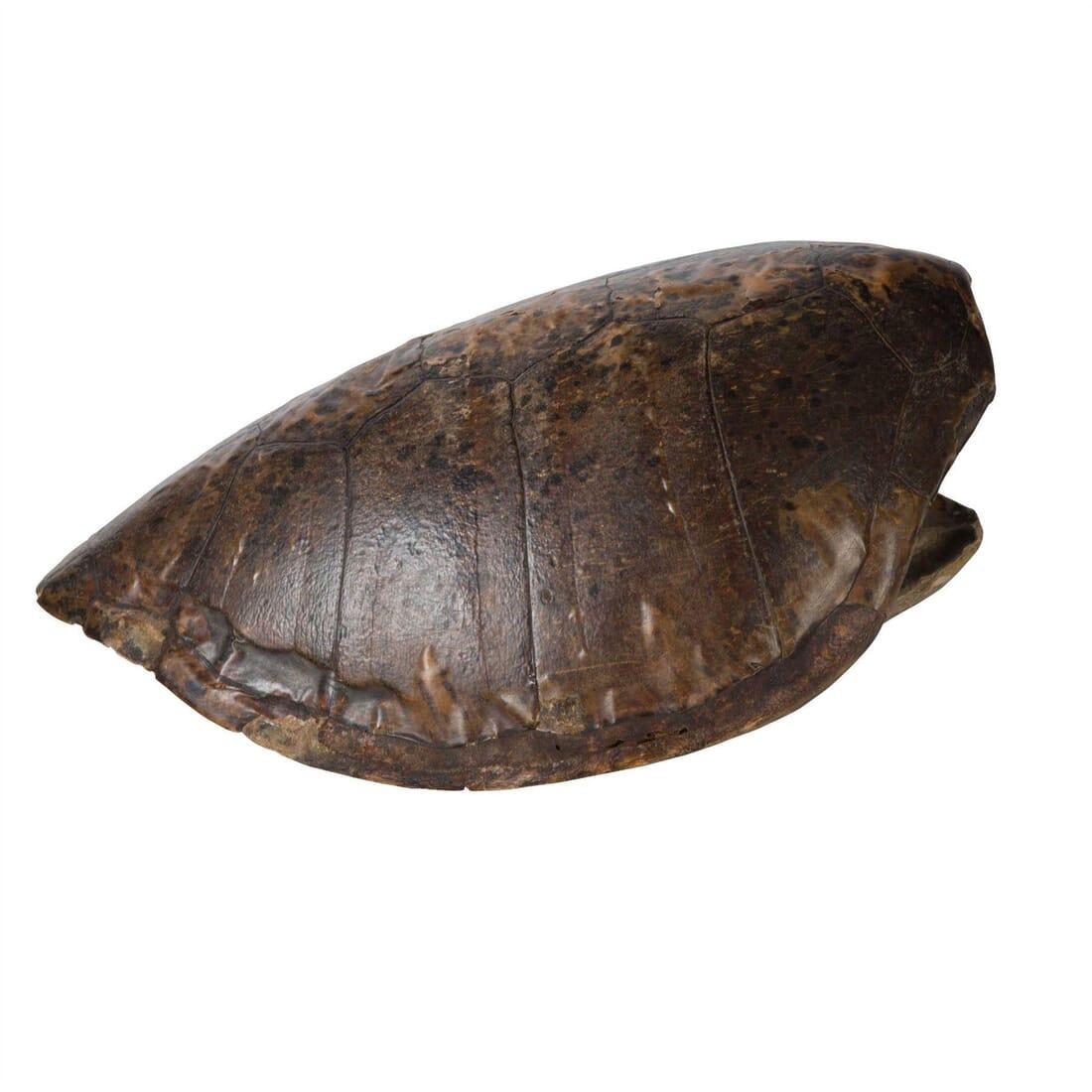 19th Century Turtle Shell