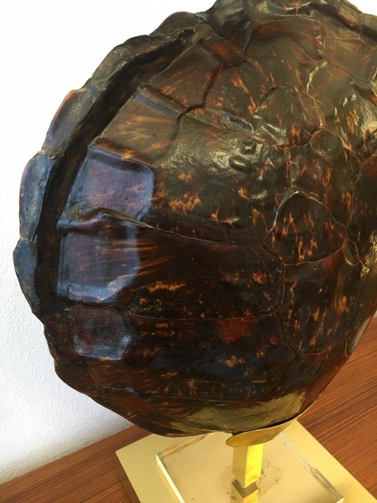 Lámpara de caparazón de tortuga ca. 1970 en Bueno estado para la venta en Geneva, CH