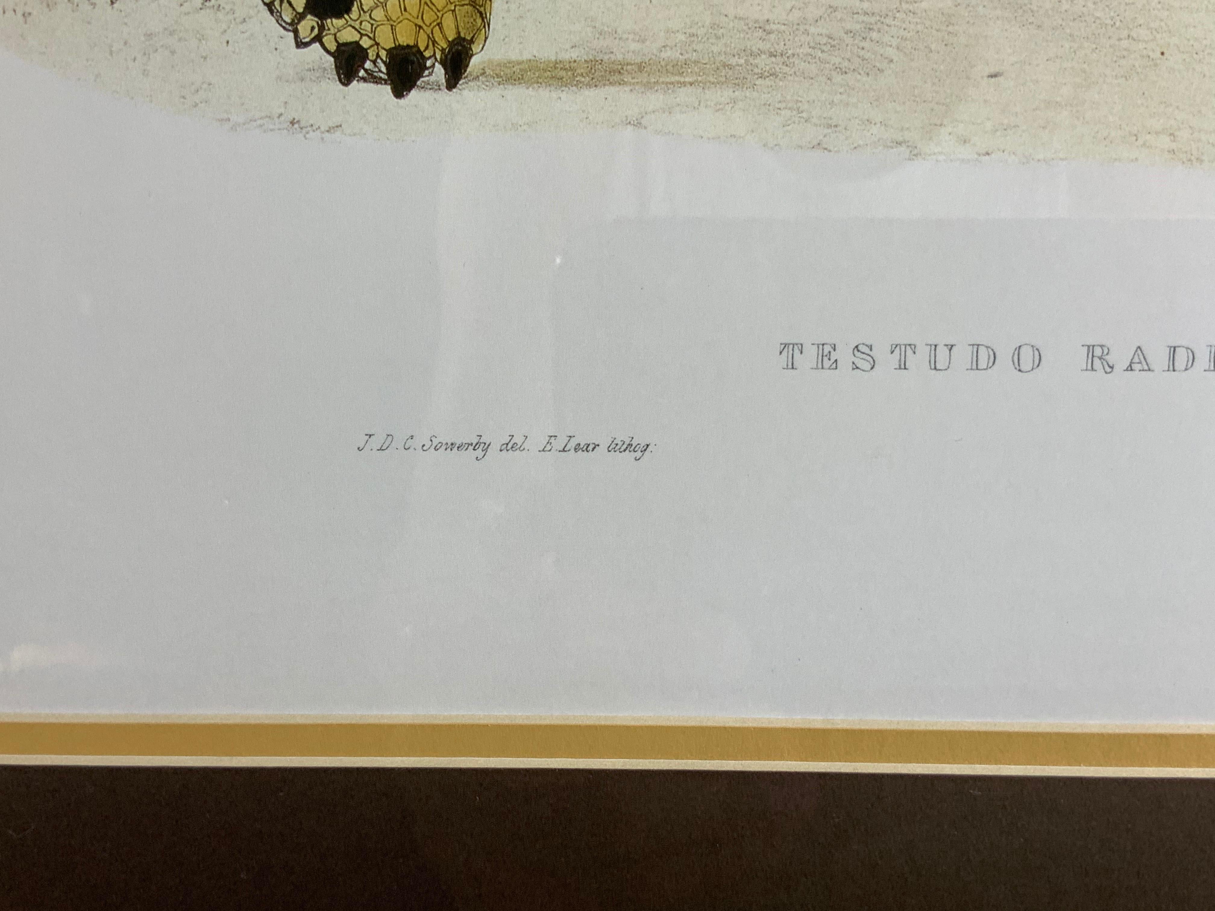 Turtle Shell Lucite Faux Framed Turtle Print 4