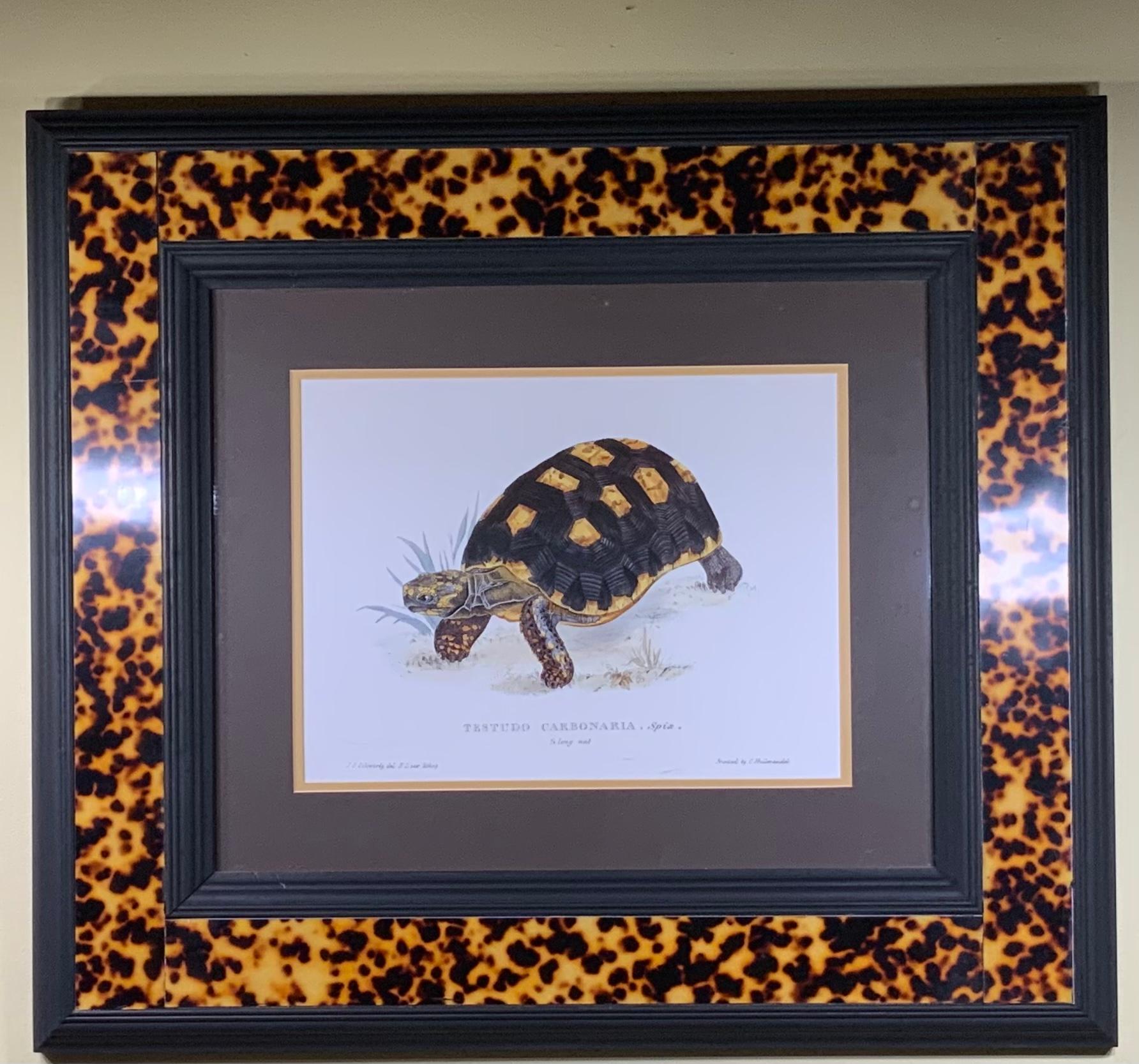 Turtle Shell Lucite Faux Framed Turtle Print 5
