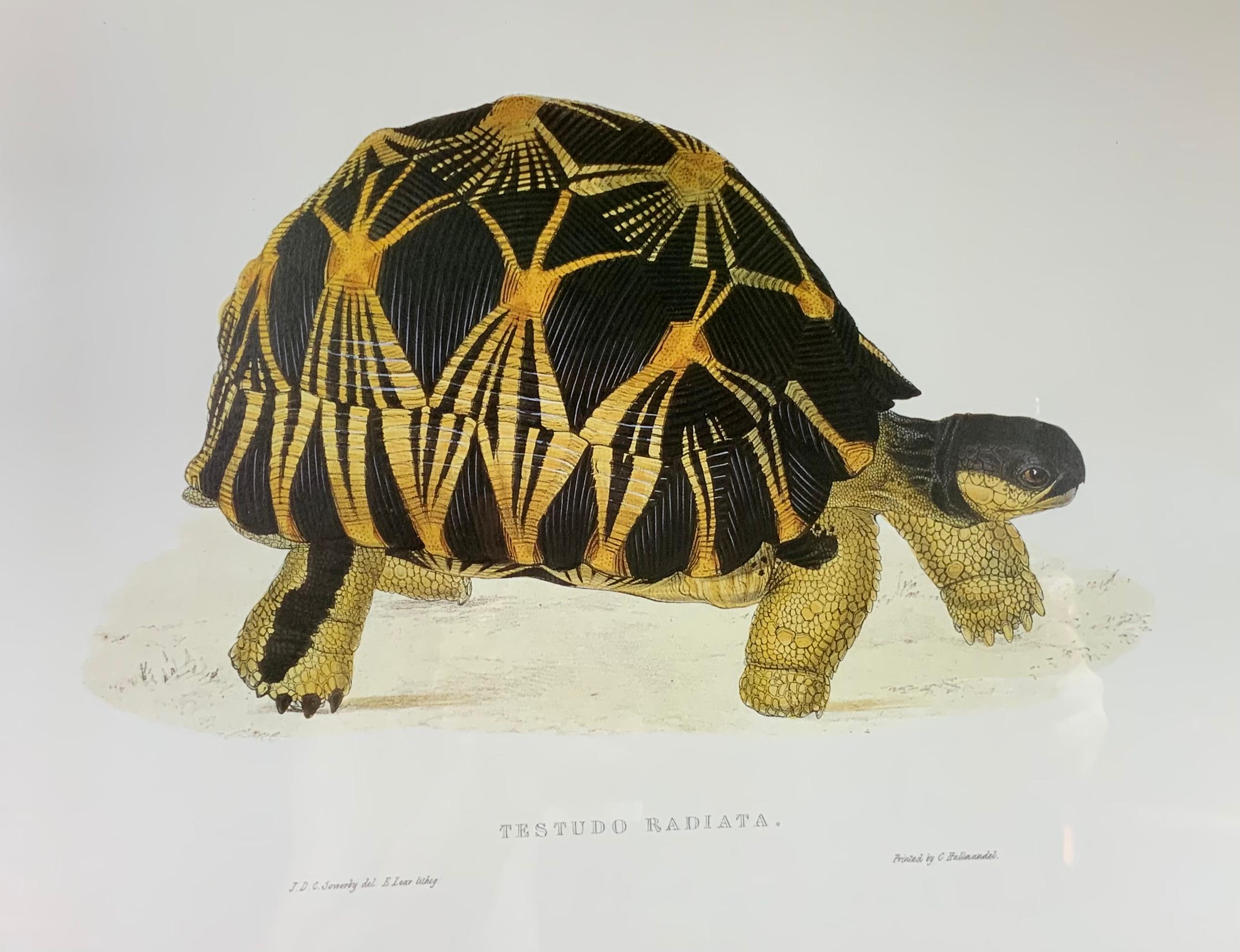 Turtle Shell Lucite Faux Framed Turtle Print 5