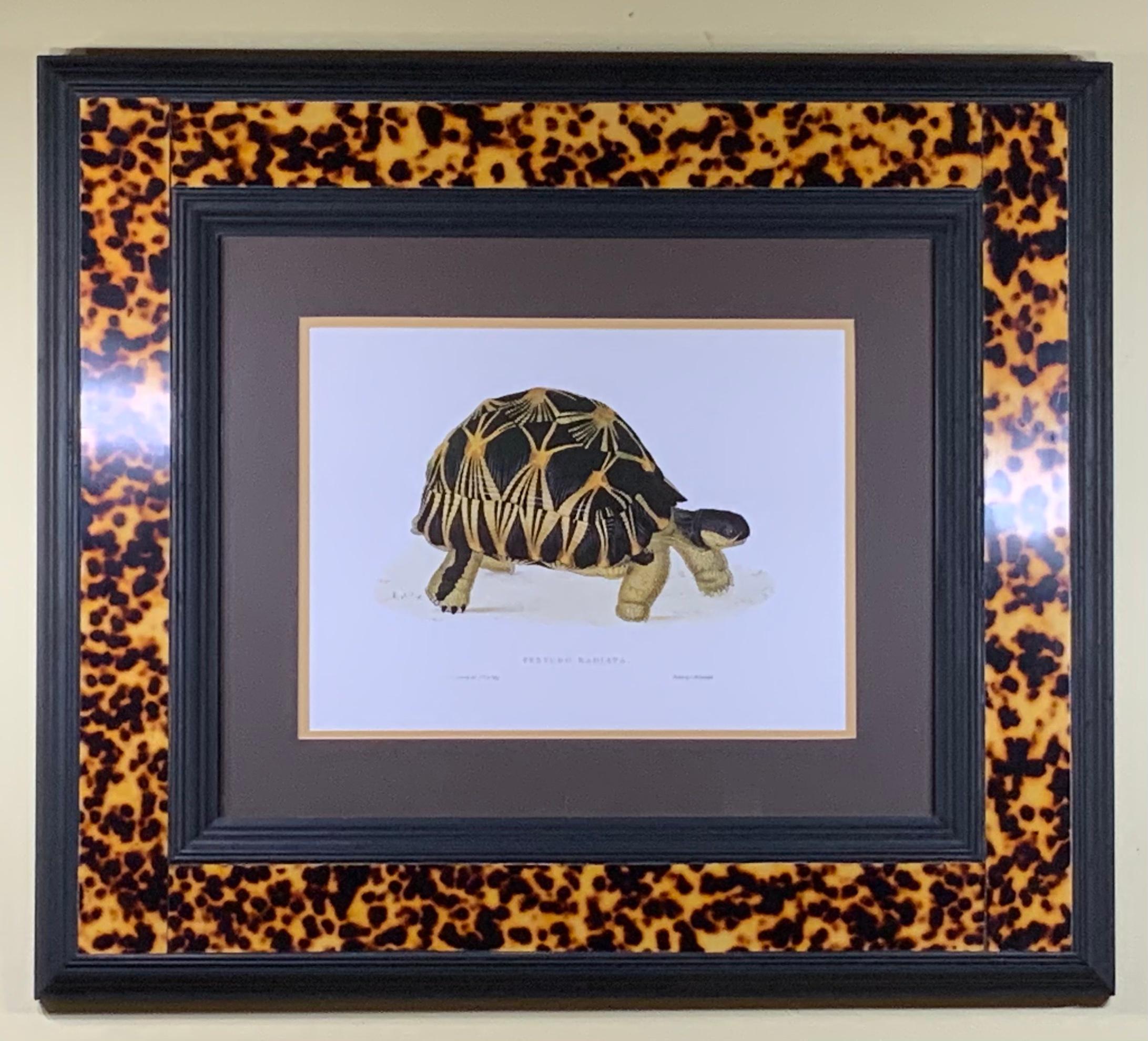 Turtle Shell Lucite Faux Framed Turtle Print 7