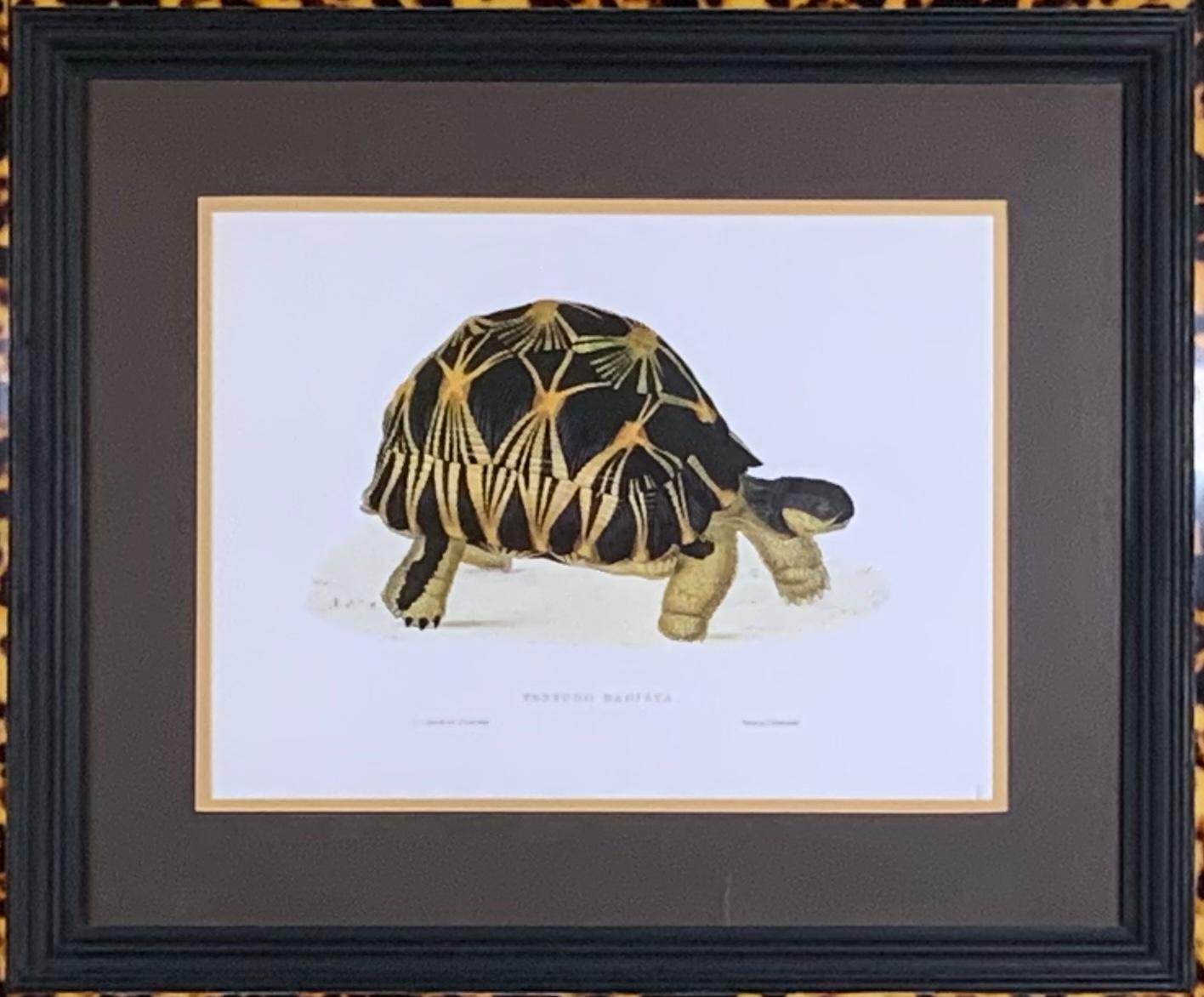 Beautiful turtle print framed with decorative double wood frame and turtle shell lucite faux border. Commissioned by designer John Richard.
Print size only: 15” x 11”.