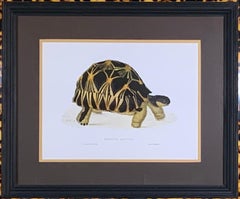 Turtle Shell Lucite Faux Framed Turtle Print