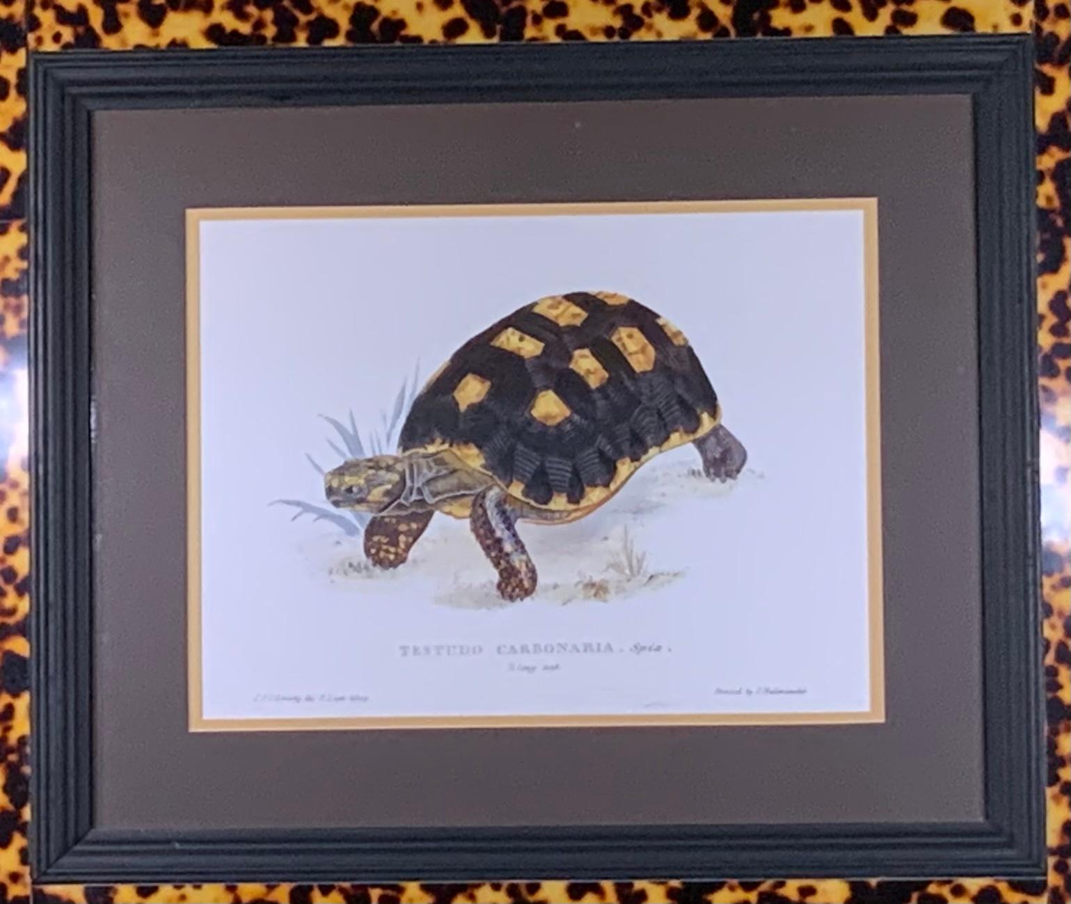 Beautiful turtle print framed with decorative double wood frame and turtle shell Lucite faux border. Commissioned by designer John Richard.
Print size only: 15” x 11”.