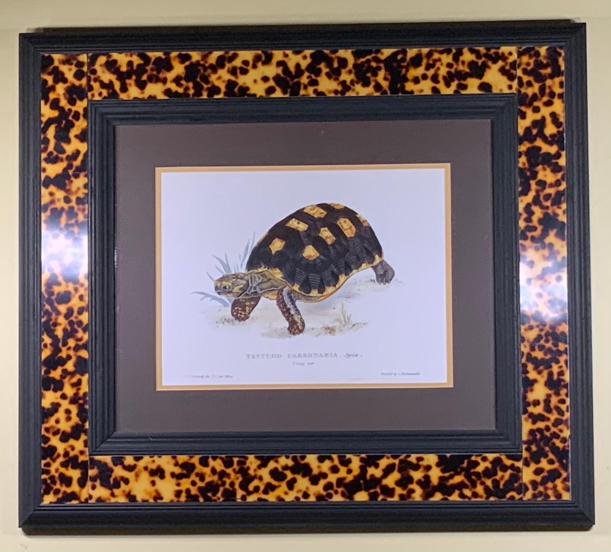 American Turtle Shell Lucite Faux Framed Turtle Print