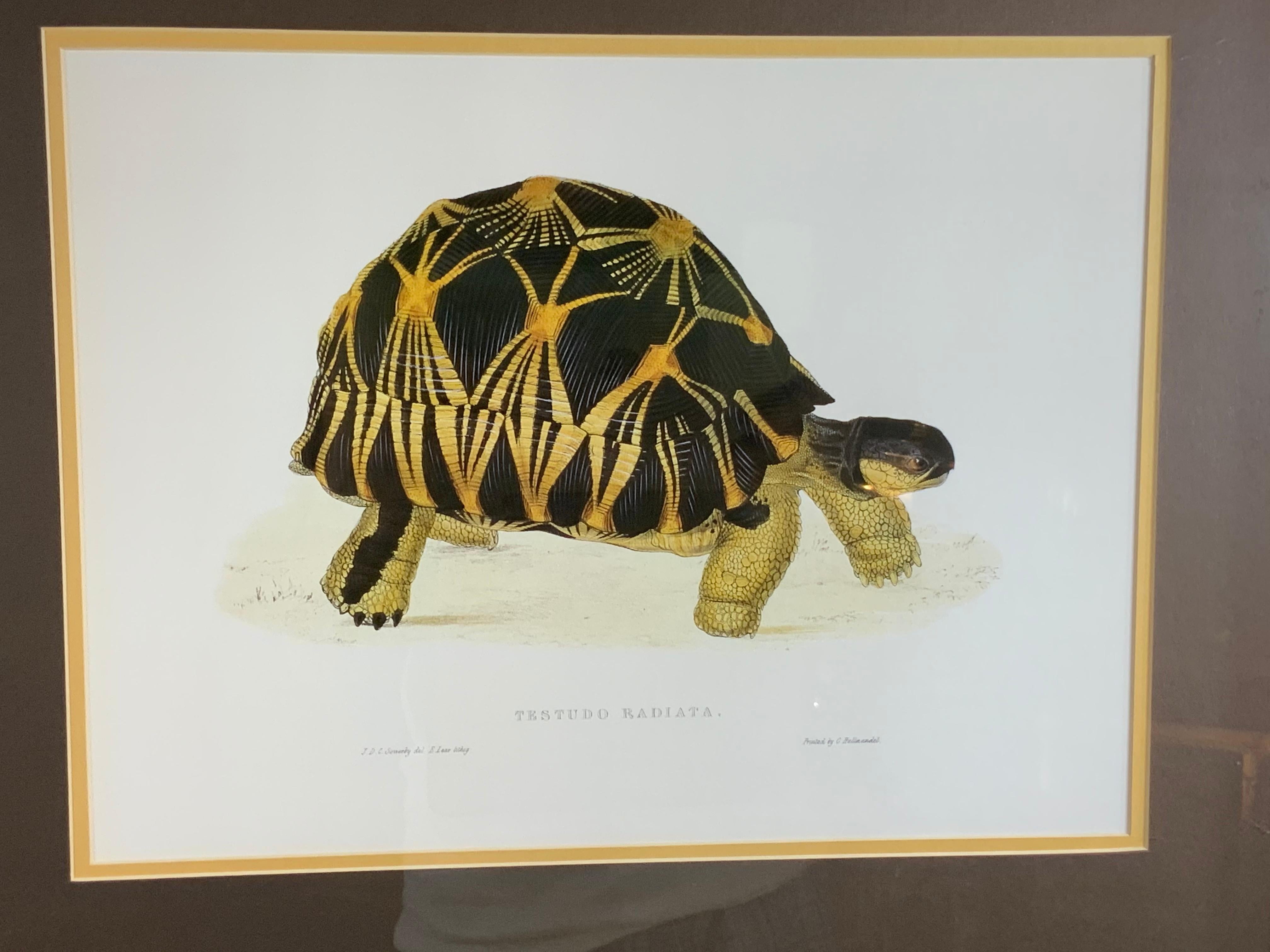 American Turtle Shell Lucite Faux Framed Turtle Print