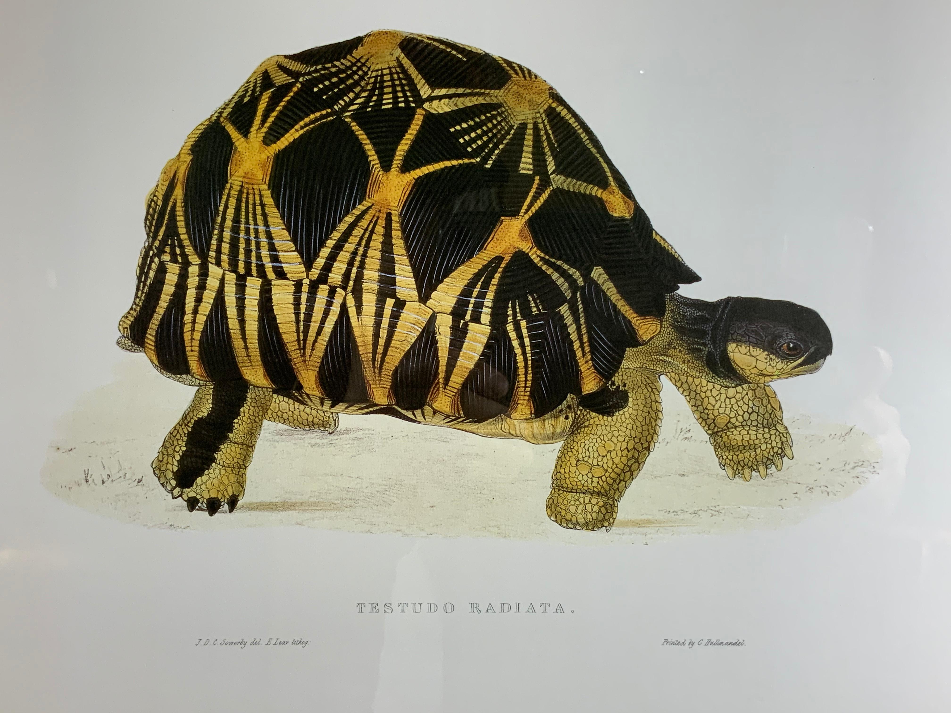 Turtle Shell Lucite Faux Framed Turtle Print 2
