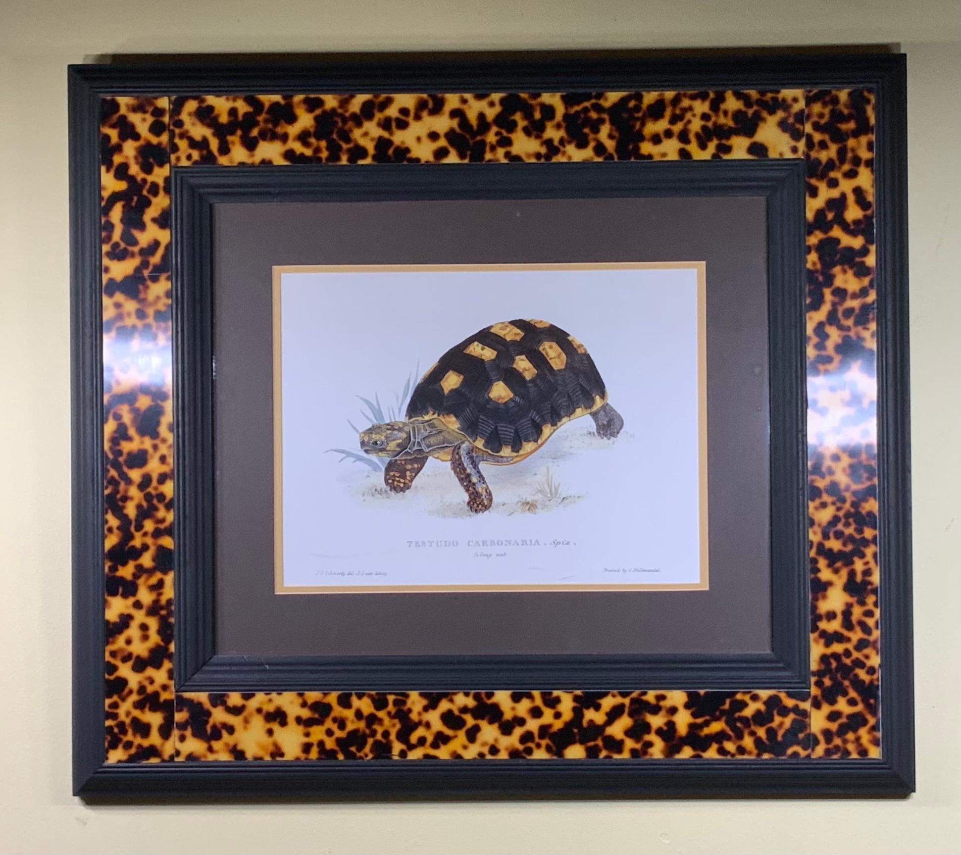 Turtle Shell Lucite Faux Framed Turtle Print 4