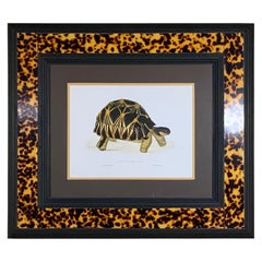 Turtle Shell Lucite Faux Framed Turtle Print