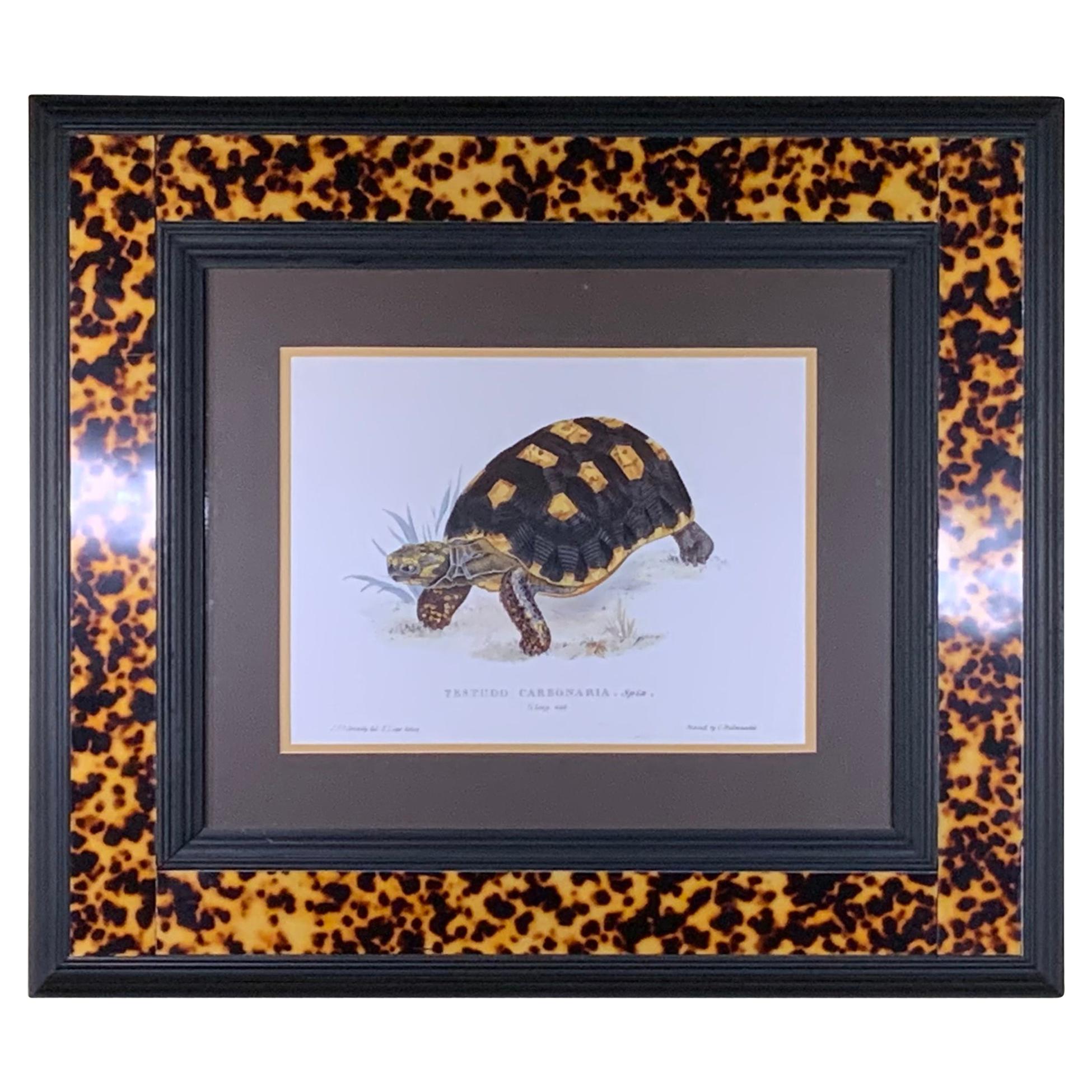 Turtle Shell Lucite Faux Framed Turtle Print