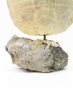 Turtle Shell Sculpture by Interi on Calcite Crystal Formation