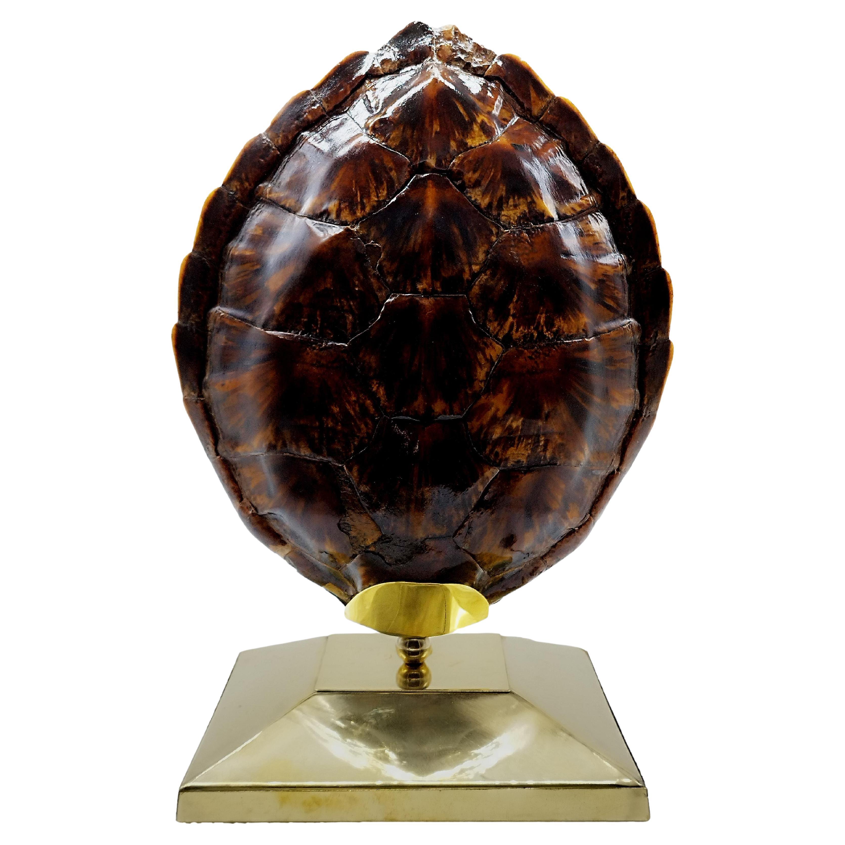 Turtle Tortoise Shell Table Lamp, Italy 1970s For Sale