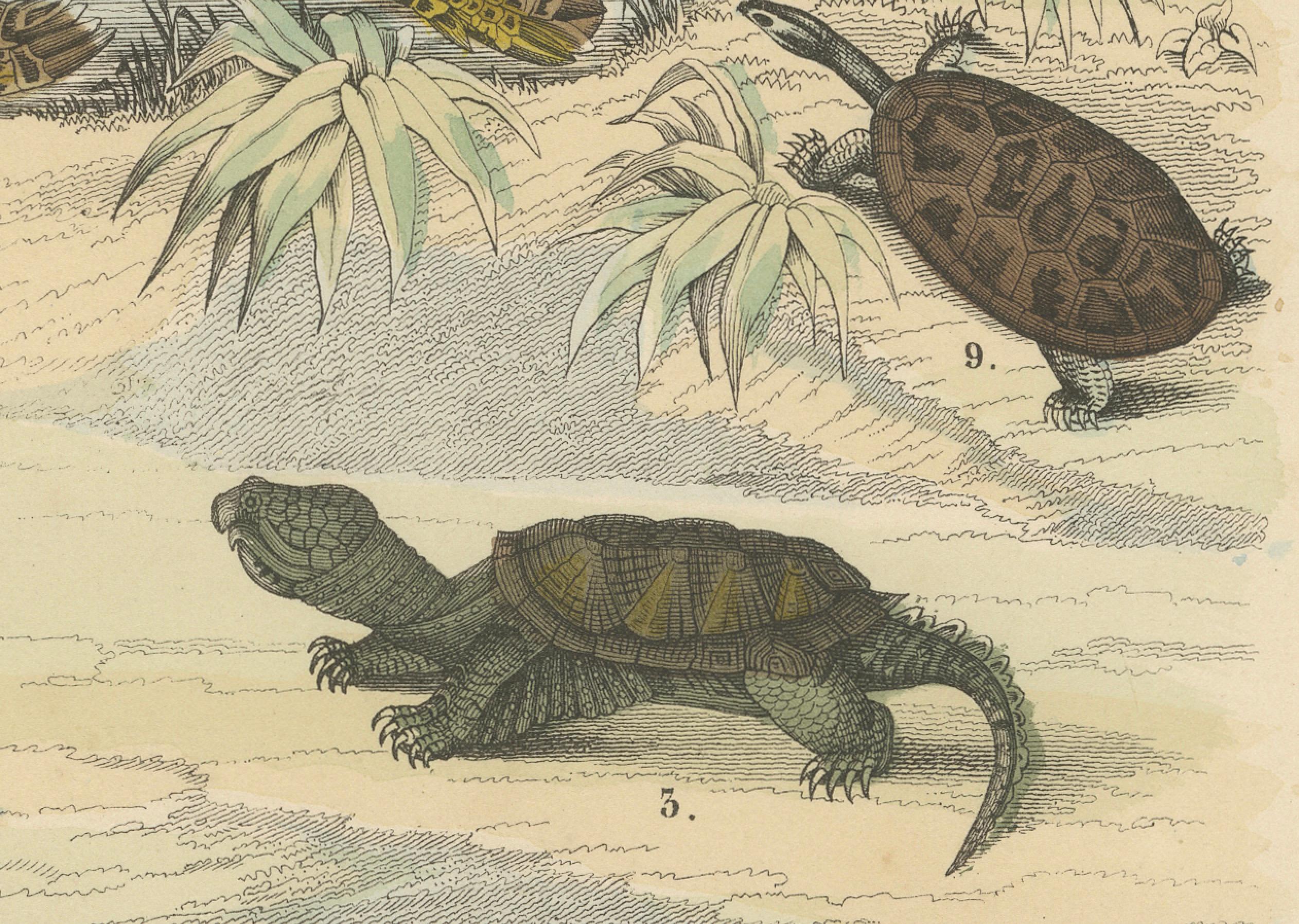 Turtles & Tortoises Print: Sea Turtle, Snapping Turtle, Terrapin – Antique 1867

This detailed antique print depicts various turtles and tortoises, including sea turtles, snapping turtles, and terrapins, rendered in fine hand-coloured engravings. It