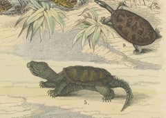 Turtles & Tortoises Print: Sea Turtle, Snapping Turtle, Terrapin – Antique 1867