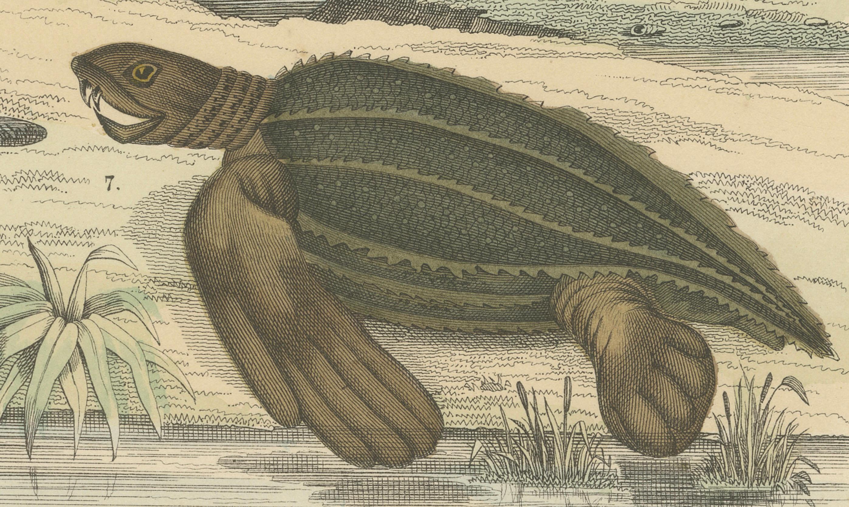 German Turtles & Tortoises Print: Sea Turtle, Snapping Turtle, Terrapin – Antique 1867 For Sale