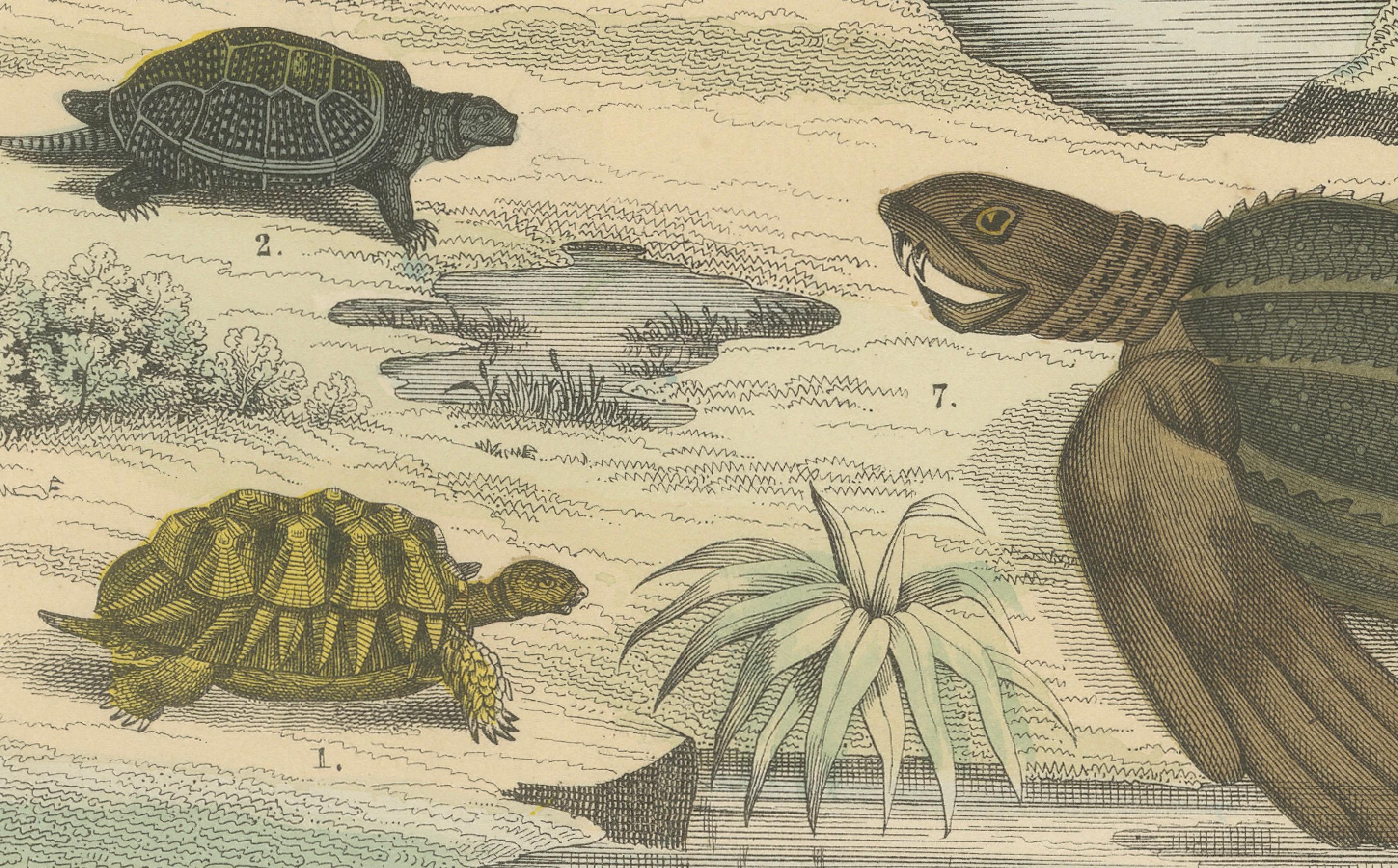 Turtles & Tortoises Print: Sea Turtle, Snapping Turtle, Terrapin – Antique 1867 In Good Condition For Sale In Langweer, NL