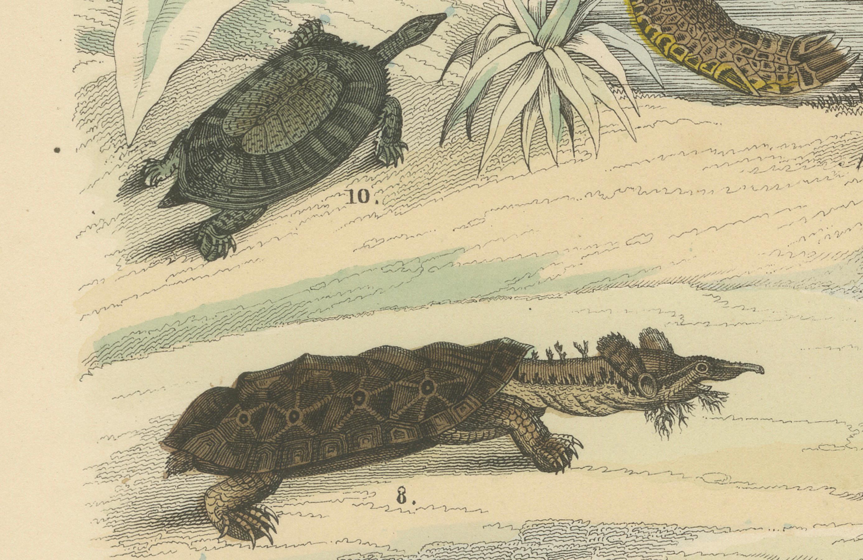 Mid-19th Century Turtles & Tortoises Print: Sea Turtle, Snapping Turtle, Terrapin – Antique 1867 For Sale