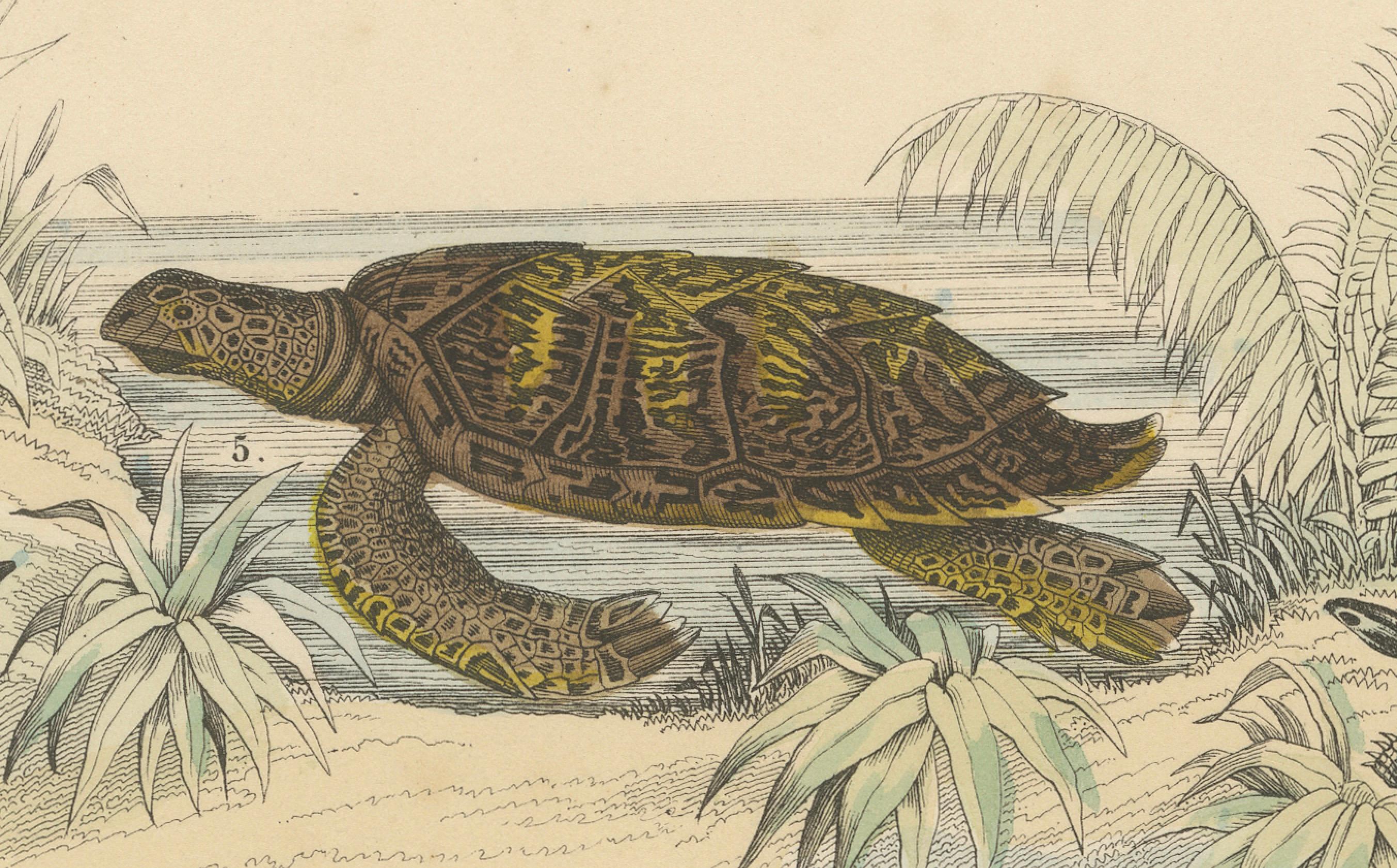 Paper Turtles & Tortoises Print: Sea Turtle, Snapping Turtle, Terrapin – Antique 1867 For Sale